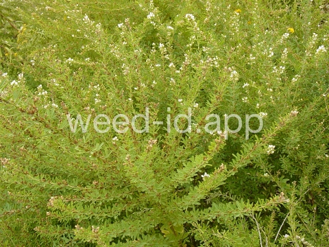 lespedeza, sericea